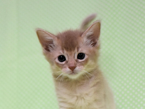 ソマリ　フォーン　めす　（２４年８月２２日生れ）